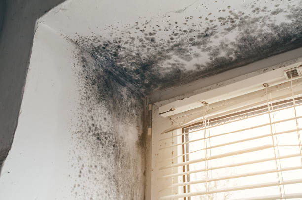 Affordable Black Mold Removal solutions in Lawrence Township, NJ